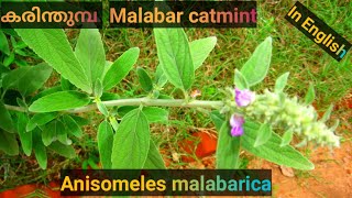 Malabar catmint, Gopoli, Devaputhri, കരിന്തുമ്പ