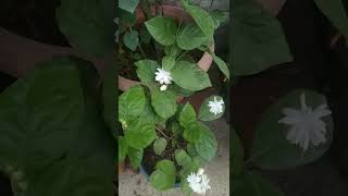 beautiful Mogra || Bela || Beli || flower in my garden 🏡🏡   #Shorts