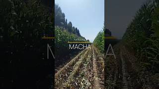 Уборка силоса гибрид MACHA | с. Семёновка, Ысык-Кульский р-н #агрогоризонт #greenlifeseed #фермер