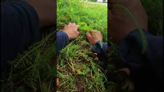 ASMR ЗВУКИ РВУ ТРАВУ #asmr #grasssound  #asmrgrass