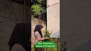 Biar Tanaman Sehat & Produktif