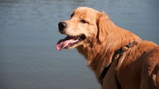 Stop Golden Retriever Jumping - Can You Do It?