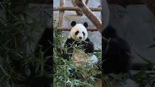 Giant Panda