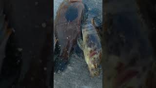 Ikan yang lagi rame di kalangan Pemancing😱😱😱#vidioshort #mancing #viralvideo