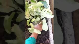 how to repot a plant # youtube shorts