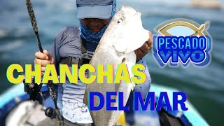 #pesca de CHANCHAS un día inesperado