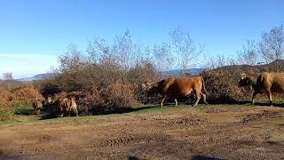 Vacas asturianas - GUIASTUR