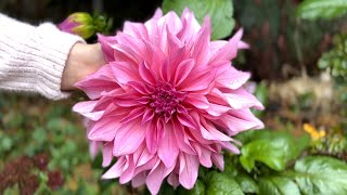 Dahlia 'Café au Lait Rosé' - FarmerGracy.co.uk