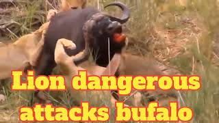 lions dangerous attacks bufalo#wildlife#viralvideo