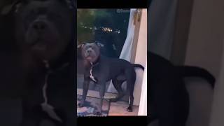 Funny Animals 2023 😂 - Funniest Cats and Dogs 🐱🐶 #shorts