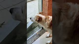 ¡¡¡Perro VS gato!!! Tiembla perruno!!! 🤣🤣🤣 #short #shorts #viral #perros #vs #gatos