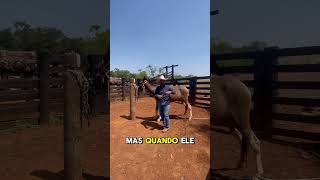 Se você não souber isto, não vai fazer Burro de Patrão #escolademuladeiros #muladeiros