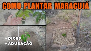 Sítio 33 - como plantar maracujá com adubação orgânica e ter uma boa produção