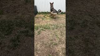 Charlie plays fetch #shorts #germanshepherdpuppy #viraldogsvideos #cutedogs #1kviews #subscribe