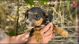 Puppies Abandoned In a Flood Zone SOS