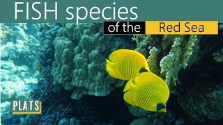 FISH species of the RED SEA -  Рыбы в Красном море