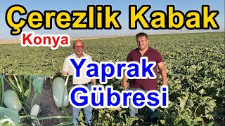 Çerezlik Kabak İçin  Yaprak Gübresi - Kabak  Gübreleme - Tutum - İrilik - İç Doluluğu