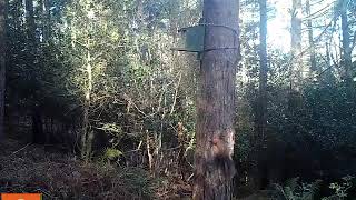 Red squirrels chasing on a tree