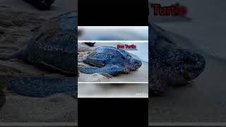 Sea Turtle Compared to humans:::: enjoy the video