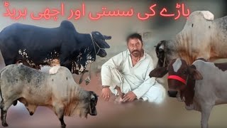 baldia Town bara new updates | Desi Bachry sasty bachry