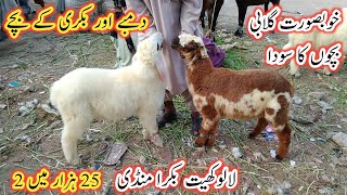 Lalukhet Bakra Mandi | Gulabi Goat Babies | Larkana Dumba Kids | Bakra Mandi 2023 |