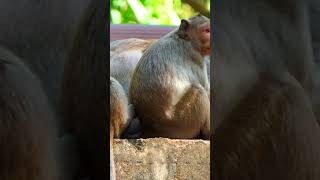 Ep237. Cute Monkey Goes Bananas in Adorable Viral Video!