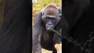 Facts About Female Gorillas !! #shorts #shortsfeed #wildlife #gorilla #weirdanimals #facts