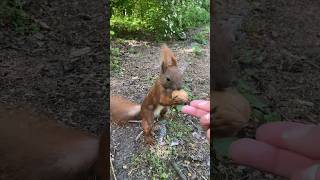 Little one 😁🐿️❤️ Рыжик и Орех 🌰#funnyanimals #funnysquirrels #nature #squirrel #wildlife