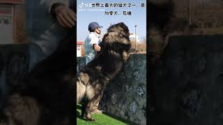 Like, big dog, cool | Duoyin (Tik Tok) chinese