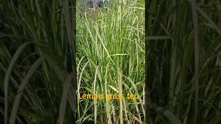 Farm Fresh Lemon Grass Tea (Perfect Immunity Booster)/Weight loss/Pain relief /Diabetic control