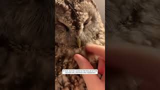 A kind woman came to the rescue of this injured owl, and then this happened #animalshorts