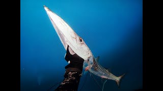 Larga espera + mini acecho = bicudote  (Sphyraena sp.). Pesca submarina en Tenerife.#pescasubmarina