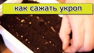 Укроп - посадка укропа, как вырастить укроп