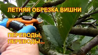 Летняя ОБРЕЗКА ВИШНИ: ПЕРЕВОДЫ, ПЕРЕВОДЫ...