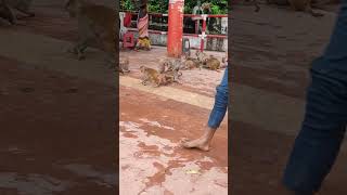 Kamtanathji temple, chitrakoot dham #chitrakoot #shorts #viral #kamtanath