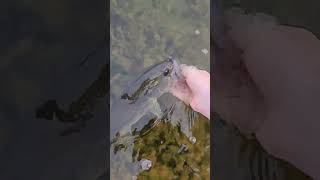 Fish release