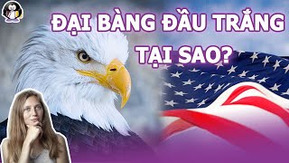 Tại sao NGƯỜI MỸ chọn ĐẠI BÀNG ĐẦU TRẮNG làm linh vật?