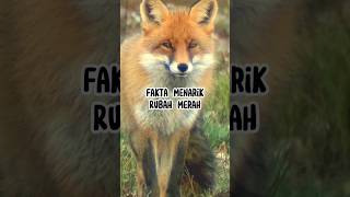 Fakta Menarik Rubah Merah #animals #hewan #faktaunik