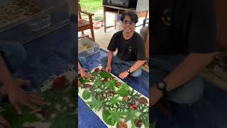 Tim Produksi Sepiak Belitong Membuat Syal Ecoprint #shortvideo