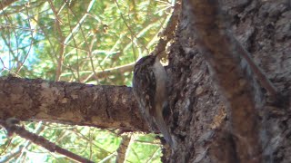 Brown Creeper! | Spot