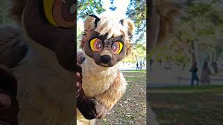 #autumn #furry #fursuit #fursuiting #toronto #canada #shorts #shortvideo #short #park