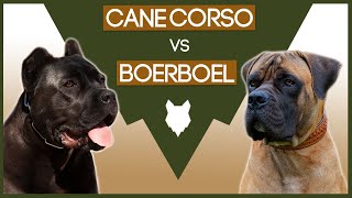 CANE CORSO vs BOERBOEL! What's The difference!?