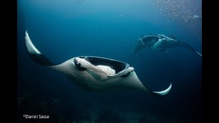 Scuba Diving with Manta Rays