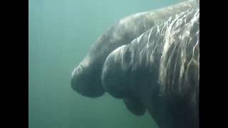 2009JanDonManateeSwimEdited