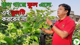 MAX Your Apple Ber Yield: 5 Tasks After Flowering CAN'T MISS! বেশি কুল পেতে ফুল আসার পরের ৫টি কাজ