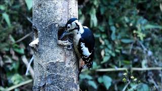 himalayan woodpecker 3