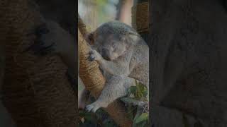 Charming Koalas:  Australia's Iconic Marsupials