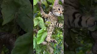 Tarzan Boy Maxi 😹lustige Katzenvideos 😻 #shorts #cats