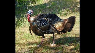 Wild Turkey Trot in Big Sur