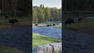 Bison walking through stream